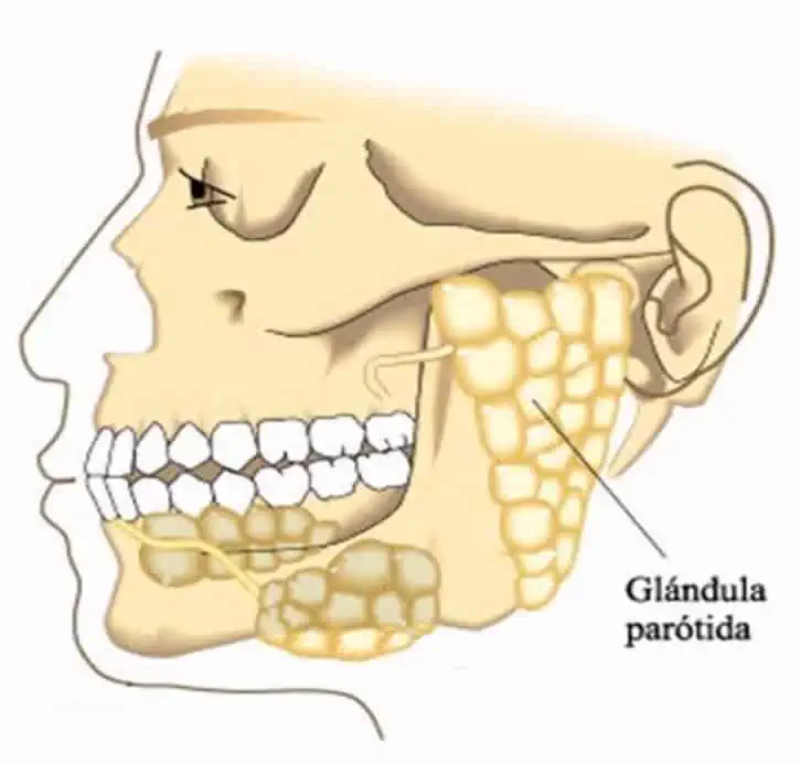 ¿glándulas Salivales Inflamadas Síntomas Y Tratamientosemk 0332