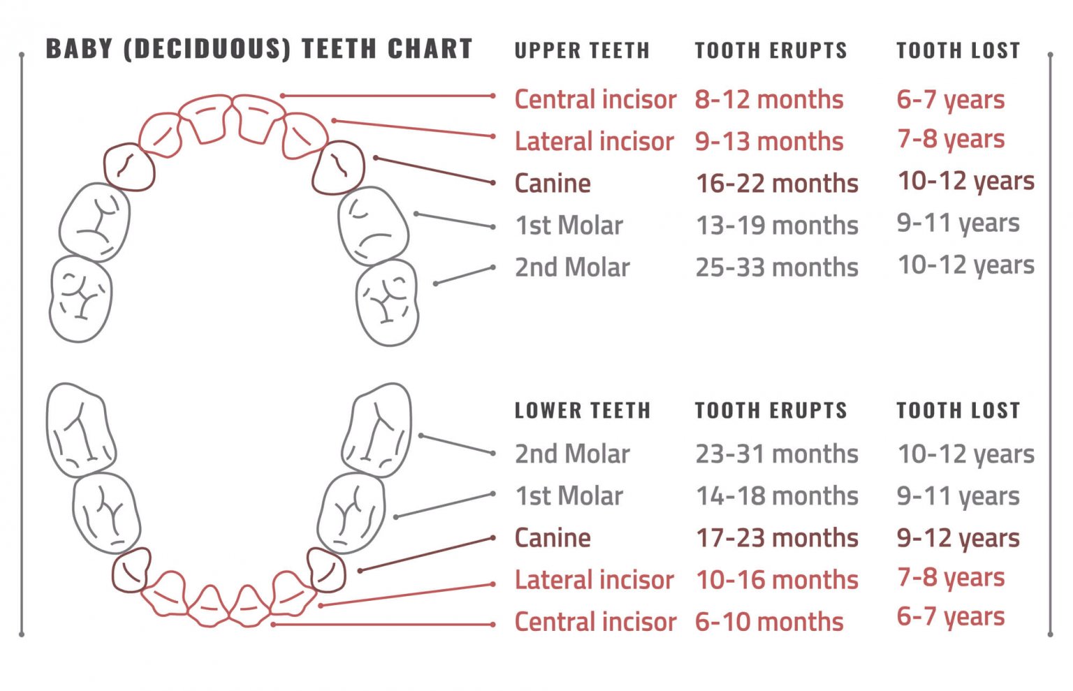 How Long Does Teething Last? Identify Symptoms and Relief - Dentaly.org