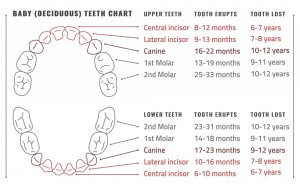 How Long Does Teething Last? Identify Symptoms and Relief - Dentaly.org