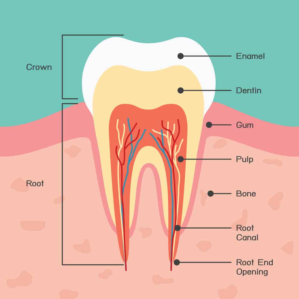 Hydroxyapatite Toothpaste: Remineralize Your Teeth with These Products ...