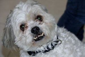 chien sans dent